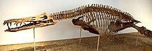 left-facing skeleton of a pliosaur with a long skull mounted on wires as if swimming freely