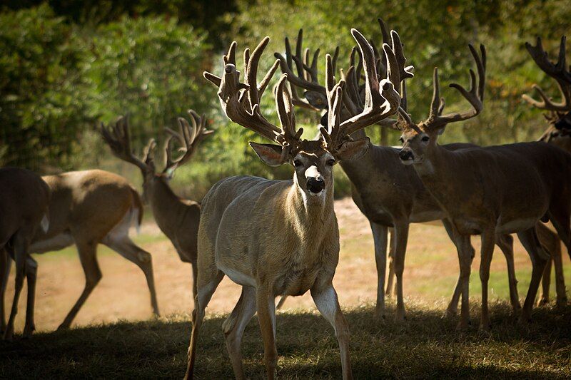 File:Whitetail.jpg