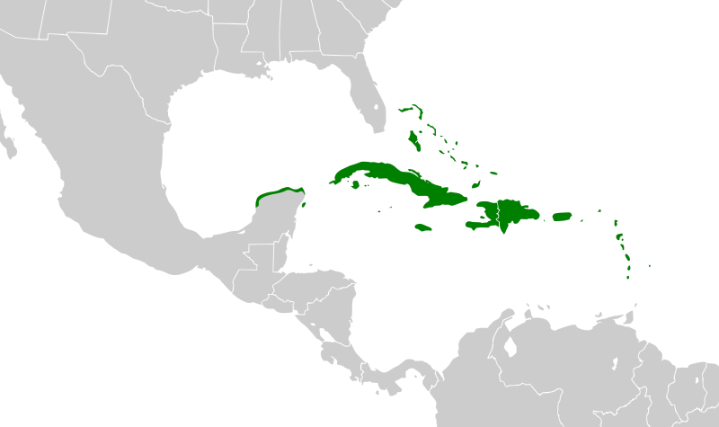 File:Zenaida aurita map.svg