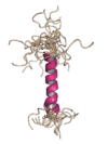 An NMR structure of part of the agnoprotein.