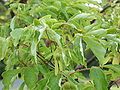 Foliage and immature seeds