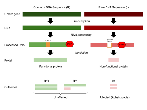 File:Acheiropodia Mutation.svg