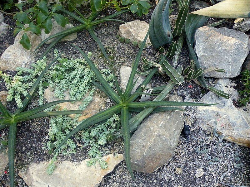 File:Agave nizandensis 1.JPG