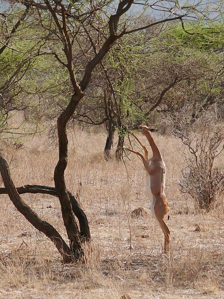 File:Antilope girafe debout.jpg