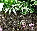 Arisaema consanguineum