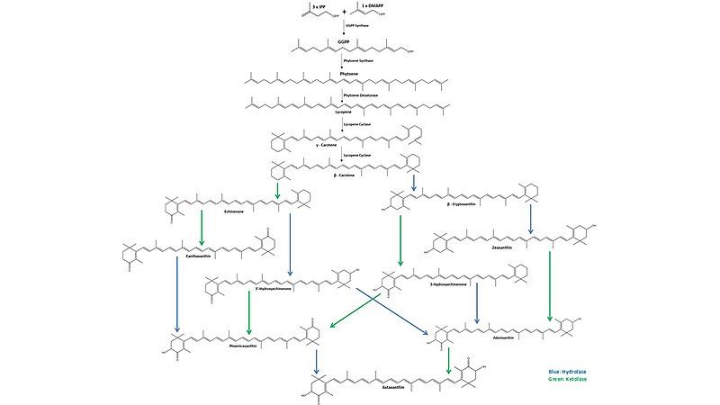 File:Astaxanthin Biosynthesis.jpg