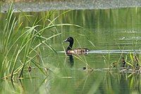 Breeding male