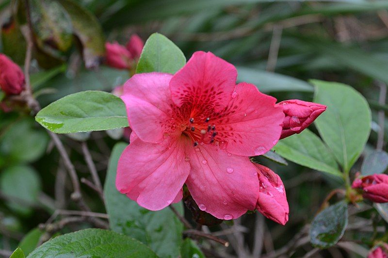 File:Azalea (5639138880).jpg