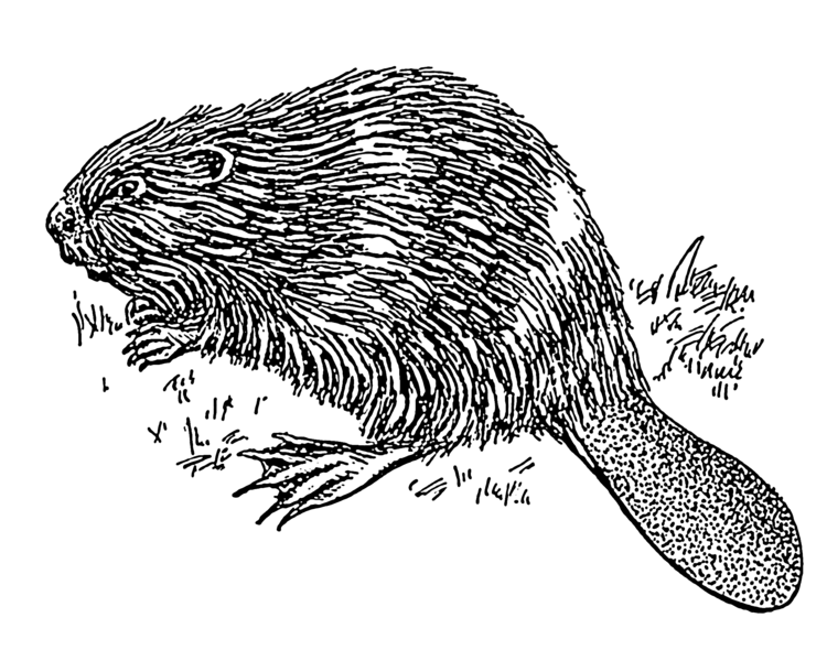 File:Beaver 1 (PSF).png