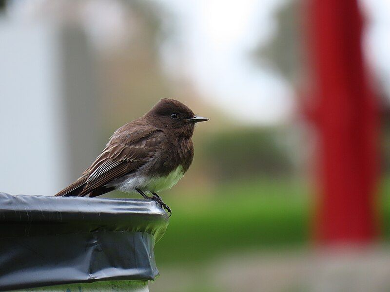 File:Black phoebe, 2023-06-08.jpg