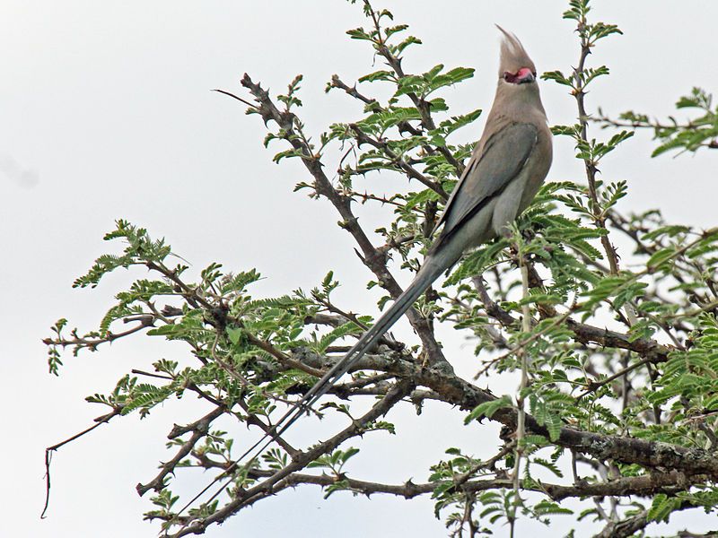 File:Blue-naped Mousebird RWD2.jpg