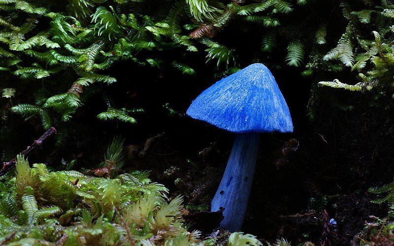 File:Blue mushroom.jpg