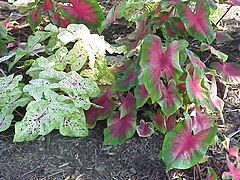 Caladium - Caladium bicolor