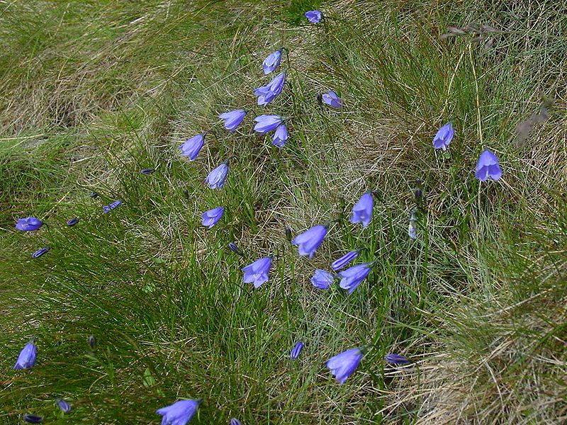 File:Campanula gelida2.JPG