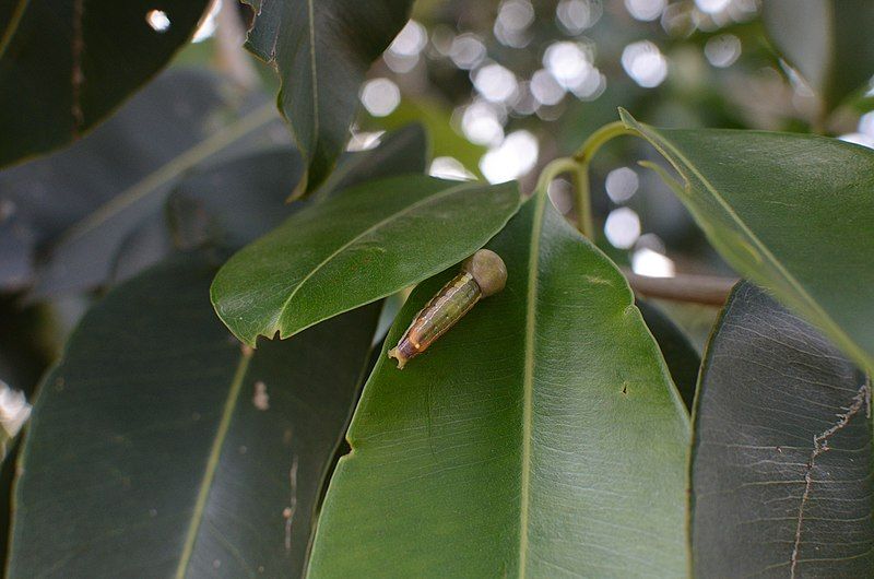 File:Carea angulata caterpillar.jpg