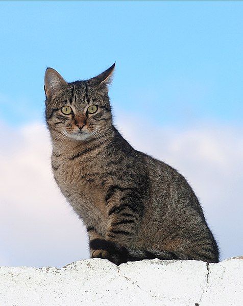 File:Cat December 2009-1.jpg