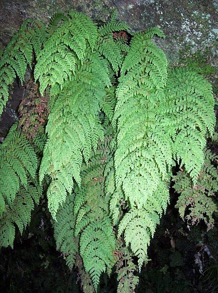 File:Cave Fern Leura.jpg