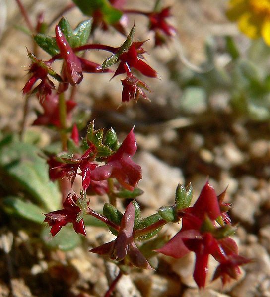 File:Centrostegia thurberi 3.jpg