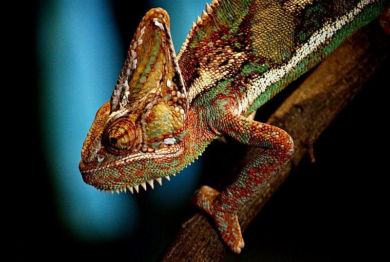 File:Chameleon Wroclaw ZOO.jpg