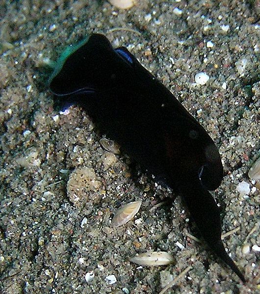 File:Chelidonura sandrana (233604425).jpg