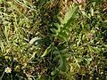 Cirsium oleraceum seedling