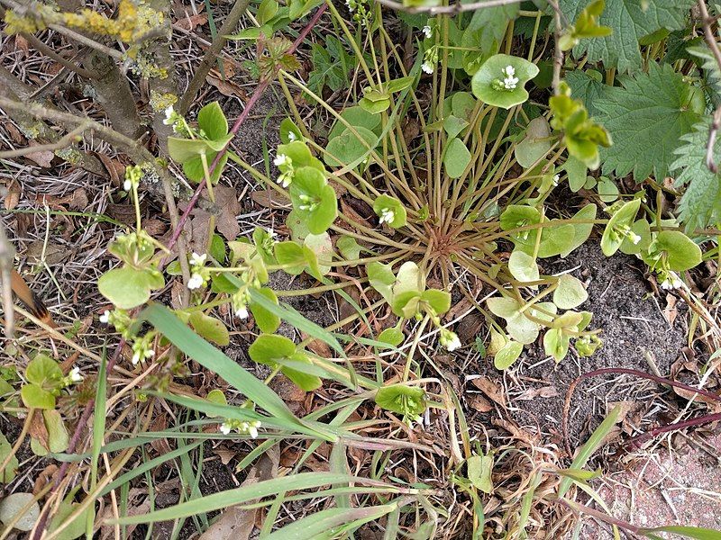 File:Claytonia perfoliata 120028260.jpg