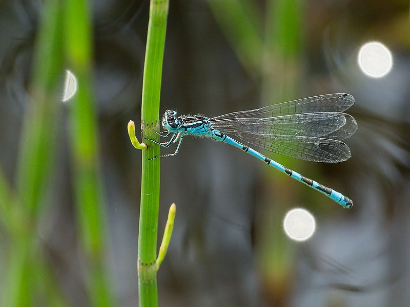 File:CoenagrionOrnatum Male.jpg