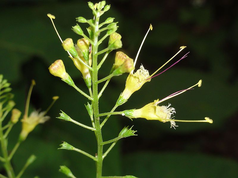 File:Collinsonia canadensis SCA-04298.jpg