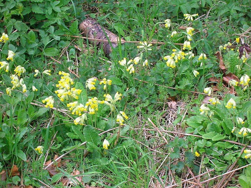 File:Cowslips, Dalgarven.JPG