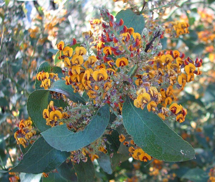 File:Daviesia latifolia.jpg