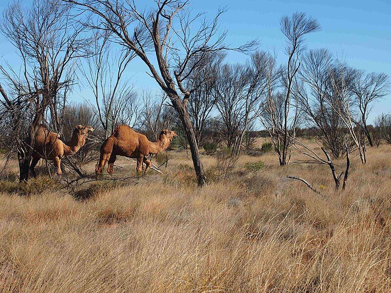 File:Desert camels.jpg