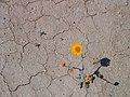 A desert marigold pushes its way through the dry, cracked, and sun-hardened desert after a rare and substantial rainfall