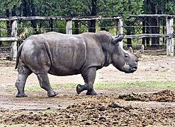 White rhinoceros