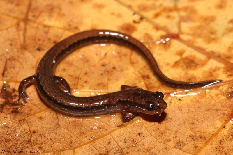 File:Dwarf salamander.jpg