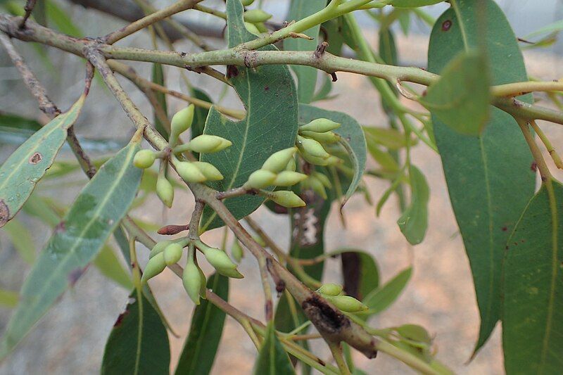 File:Eucalyptus helidonica buds.jpg