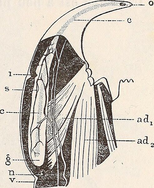 File:Forcipule detail.jpg