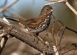 Sooty Fox Sparrow