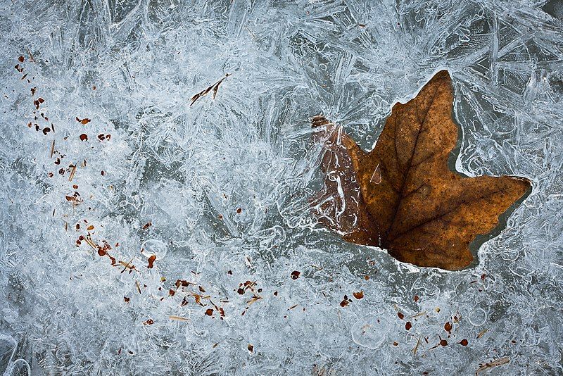 File:Frozen Leaf (6886708197).jpg