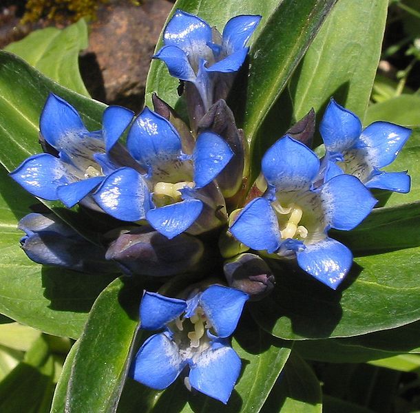 File:Gentiana cruciata 2.jpg