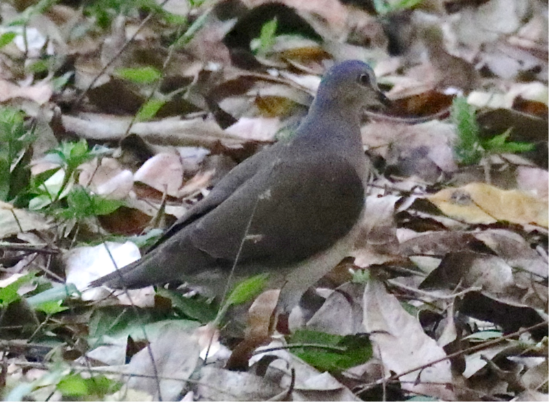 File:Grey-headed Dove.tif