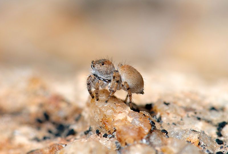 File:Habronattus ustulatus F.jpg