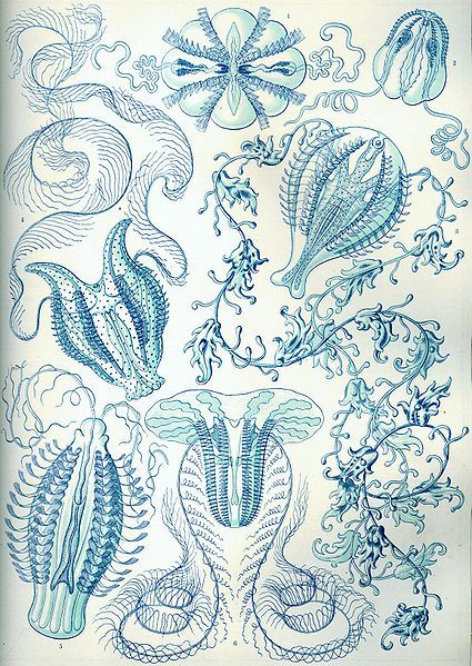 File:Haeckel Ctenophorae.jpg