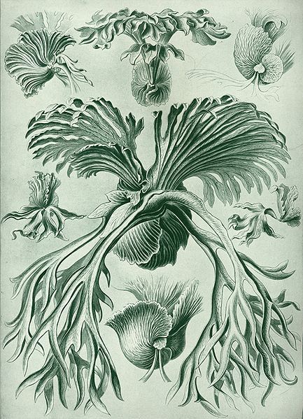 File:Haeckel Filicinae.jpg