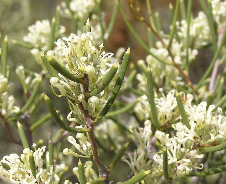 File:Hakea obliqua.jpg