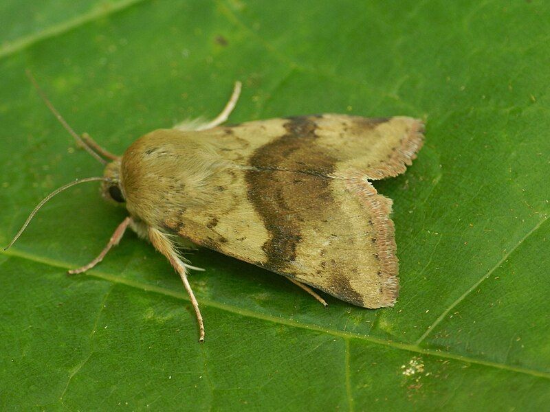 File:Heliothis viriplaca2.JPG