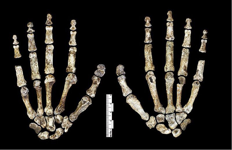 File:Homo naledi hand.jpg