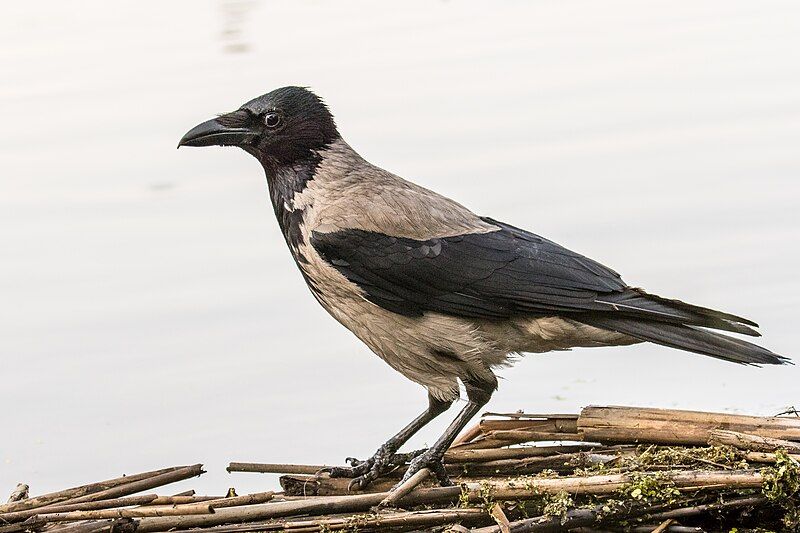 File:Hooded Crow (19599632701).jpg