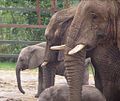 Credit: Michael Haslam Howletts Wild Animal Park was set up as a private zoo in 1958 by John Aspinall in Canterbury, Kent. More about Howletts Wild Animal Park...