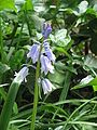 Hyacinthoides hispanica