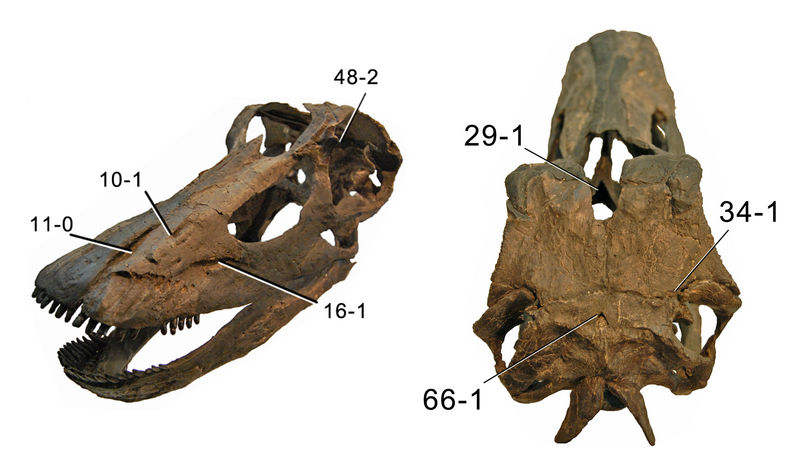 File:Kaatedocus skull.png